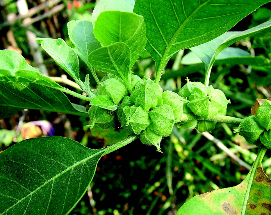 南非醉茄原料怎樣比較?先看植物部位與萃取規格