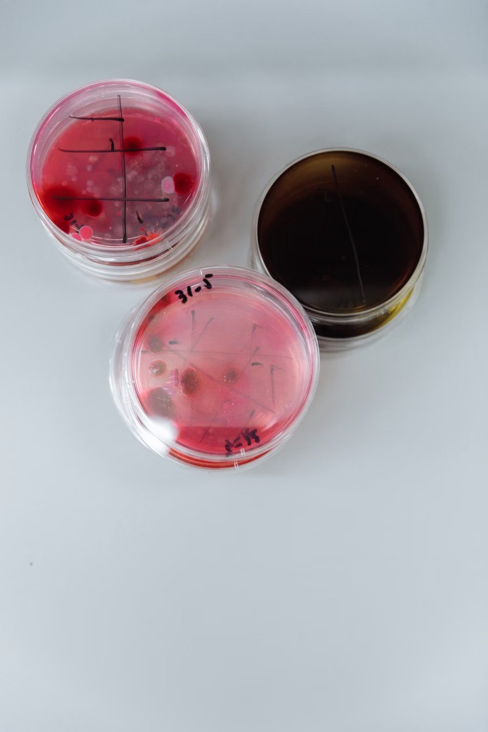 益生菌 OEM 規格怎樣寫?從菌株編號到保質期末活菌數